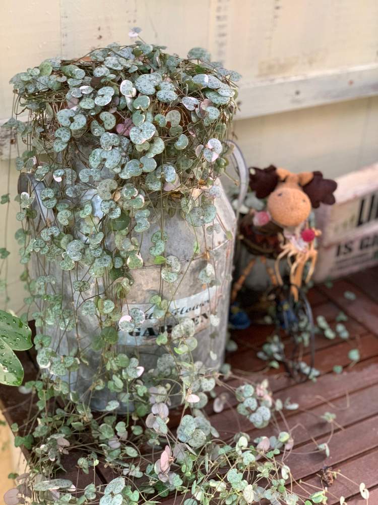棚の画像 by Kusaka Houseさん | 棚とハートカズラ。とガーデニング雑貨大好きとJUNK Gardenと田舎暮らしとお気に入りと作業部屋と今日の一枚とディスプレイと淡路島