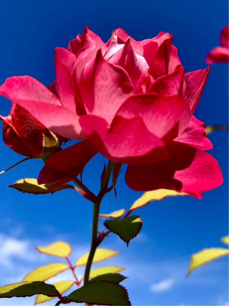 小さな庭の画像 by ❀.*・゚❀.*・゚綾. .*・゚❀.* .*・゚❀さん | 小さな庭と薔薇に魅せられてと可愛い花とピンク❤︎ピンクと素敵な色合いと可愛い〜♡と小さな幸せ♡と花のある暮らしとお花大好き❤とばら 薔薇 バラとバラ・ミニバラと癒されて❤️とバラを楽しむとお花に囲まれて