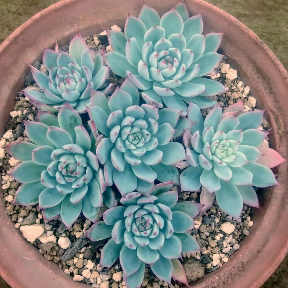 畑の画像 by CCCRスキさん | 畑と桃太郎と多肉植物と桃太郎☆と癒し…と植中毒とエケベリア属と多肉植物とサボテンとしあわせ♡とタニラーと花のある暮らし
