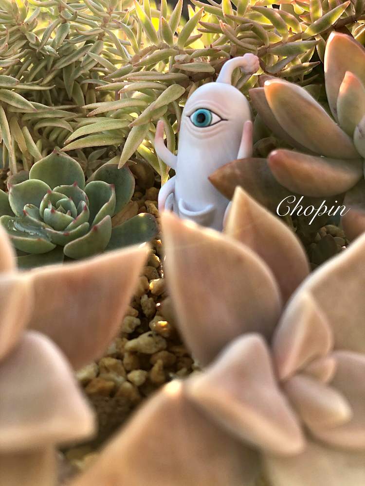 の画像 by Chopin(ショパン)さん | 多肉植物と 朧月と 七福神とヒグチユウコフィギュアとマイガーデンとフクリン オノマンネングサとヒグチユウコと多肉のある暮らしとナチュラルガーデンとひとつめちゃんと多肉の森と秋麗♪とGSコラボとナチュラルスタイルとめんこい♡とかわいいと被災地にエールを…。と秀麗(シュウレイ)と多肉寄せ植えとiPhone撮影