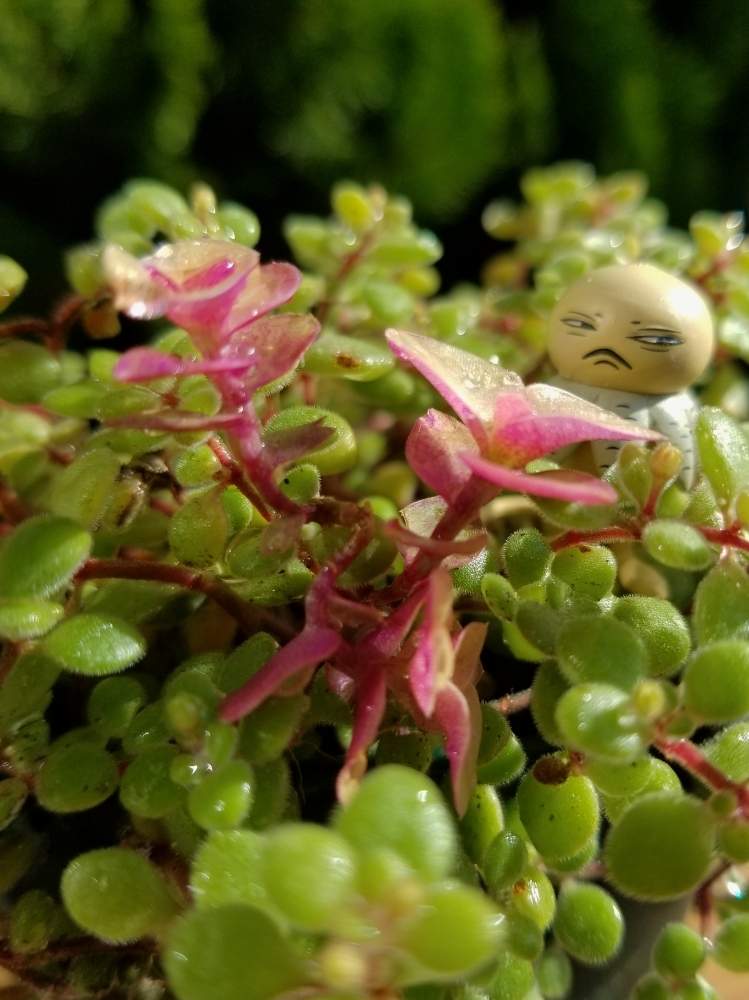 の画像 by そばちょこさん | HTCと全国オヤジ連合会NO.3と寄せ植えとヒグチユウコフィギュアと全国オヤジ連合会と植中毒とHTC NO.158と多肉女子とタニラーとツチグリ坊やと多肉寄せ植え