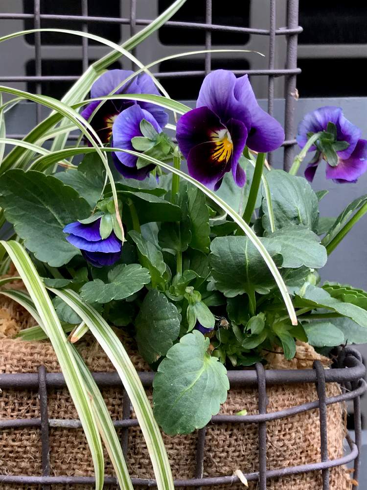 小さな庭の画像 by マリアさん | 小さな庭とカレックスとビオーレ!とmy gardenとノンフィルターとB型と冬の寄せ植えフォトコンテストと寄植えとiPhone7撮影とパンジー、ビオラ❤️とガーデニングと12月生まれ♪と花のある暮らし