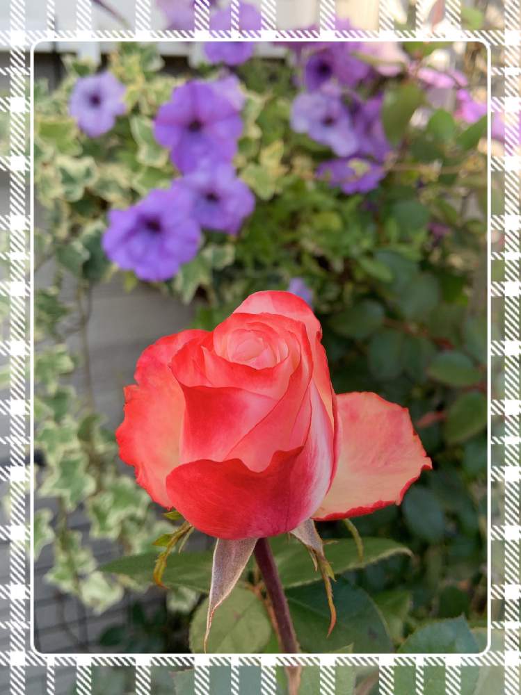 小さな庭の画像 by くろもみじさん | 小さな庭と薔薇 ノスタルジーとペチュニア ブルームーンと覆輪といいかおりと幸せとばら バラ 薔薇と薔薇愛同盟とバラの蕾と全部GSのせいだといい香りと小さな小さな庭と花のある暮らしとばら 薔薇 バラと三種の神器とバラのつぼみと薔薇の花とノスタルジー