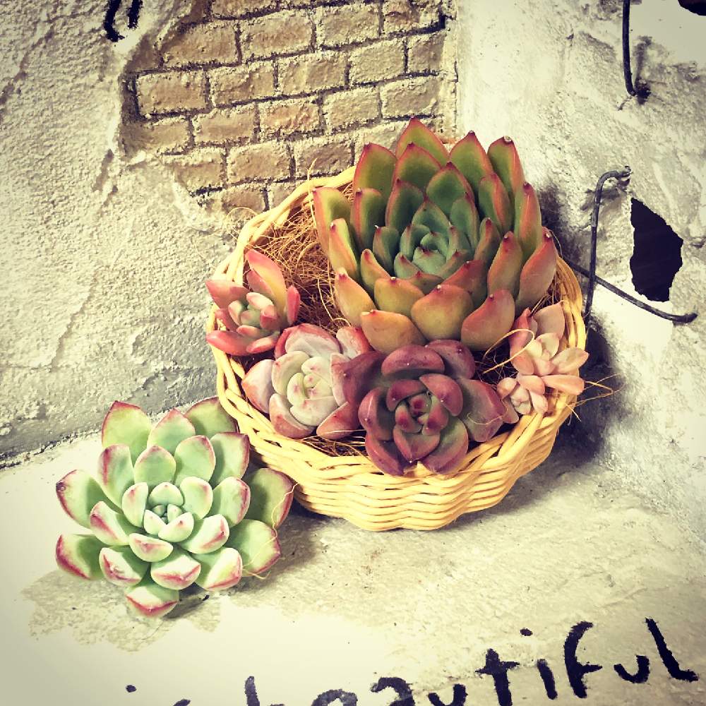 部屋の画像 by Mitis felicitas ☆エミ☆さん | 部屋とアルルさん賞とLier苗♡と庭の雑貨屋Aruruとわが家の多肉スペースとGS映えとGS日和と第1回リエール寄植えコンテストとLier.succulentと寄植えと多肉女子とInstagramとタニラーとかわいいな♡