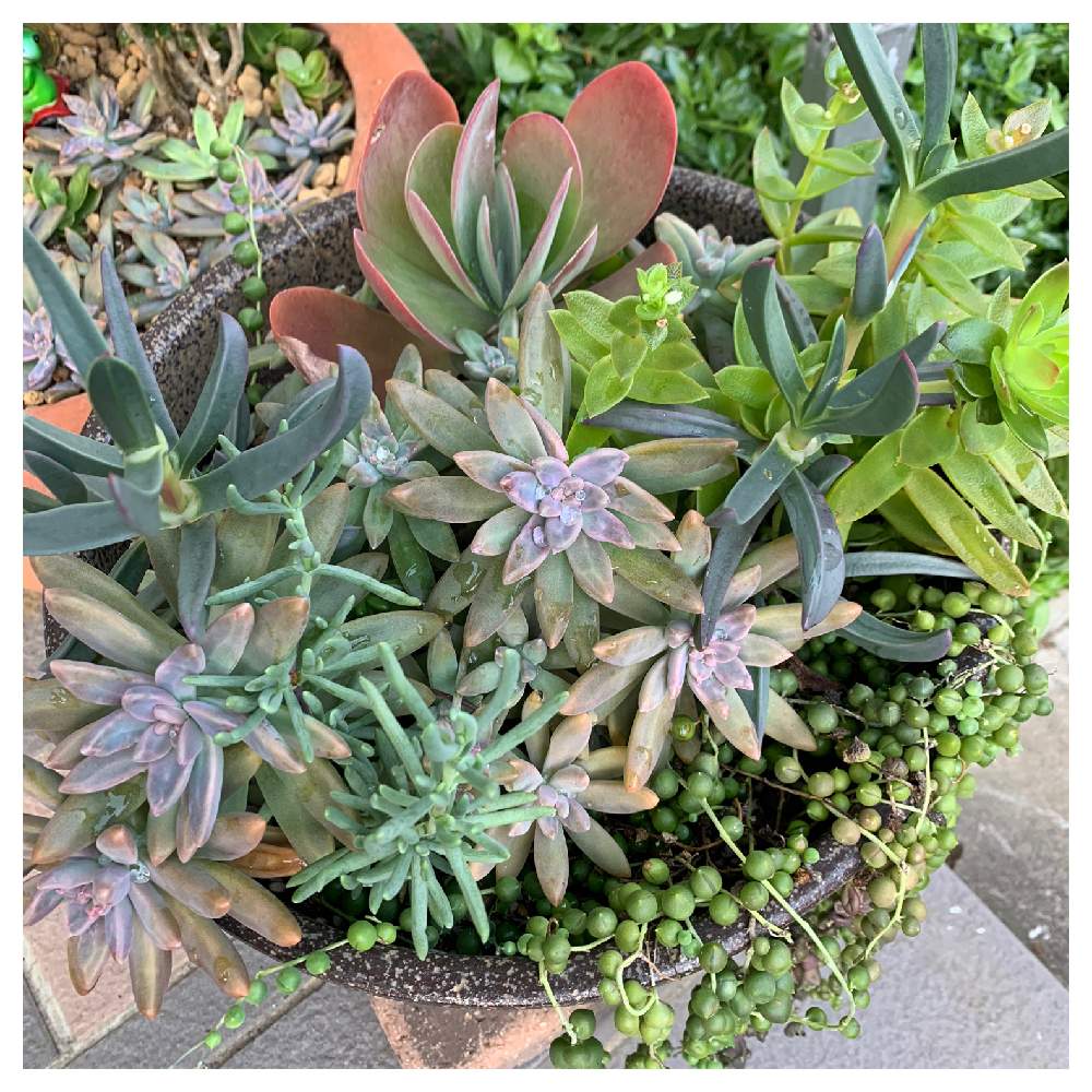 の画像 by ニワイチさん | 多肉植物と紅葉する多肉とgreenと地球任せと寄せ植えと多肉寄せ植えとワイルドさがウリとありのままの姿みせるのよ