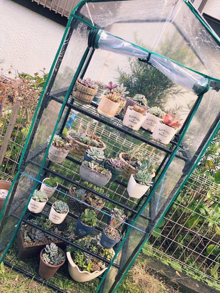 小さな庭の画像 by ゆみーごさん | 小さな庭と夏越しと多肉中毒と多肉植物と寄せ植えと紅葉する多肉ときれいと可愛い多肉ちゃん❤︎とピンクと素晴らしいと多肉女子と可愛すぎる♡とタニラーと可愛いと癒し…♡と自己満足の世界と多肉棚