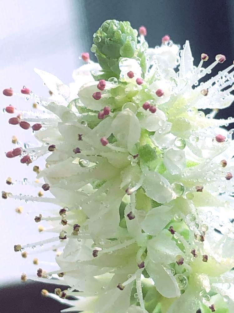 の画像 by pomemamaさん | こもちれんげとこもちれんげ 花と皆様にありがとう♡と♡優しさに感謝♡と:;(さ∩´﹏`∩む);:と❁。.:*・゚(∩´︶`∩)゚・*:.。❁と♡ 爽やか ♡と♡ 綺麗 ♡と✧︎iPhone8撮影✧︎とだ〜い好き⁂と諒音!頑張って!!と♡私の癒しと花のある暮らしと✩.*˚願い☆。.:*・゜と❤️ 感謝 ❤️とお願いします(>人<;)と:;((•﹏•๑)));:☃❄冬と♡美しい♡