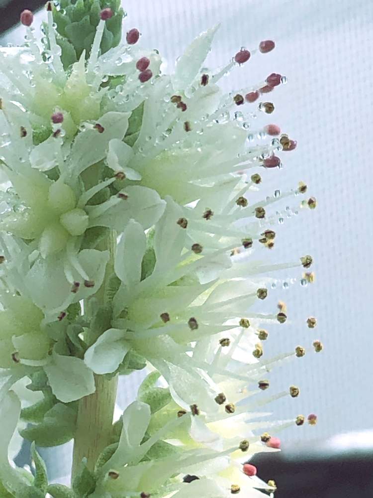 の画像 by pomemamaさん | こもちれんげとこもちれんげ 花と皆様にありがとう♡と♡優しさに感謝♡と:;(さ∩´﹏`∩む);:と❁。.:*・゚(∩´︶`∩)゚・*:.。❁と♡ 爽やか ♡と♡ 綺麗 ♡と✧︎iPhone8撮影✧︎とだ〜い好き⁂と諒音!頑張って!!と♡私の癒しと花のある暮らしと✩.*˚願い☆。.:*・゜と❤️ 感謝 ❤️とお願いします(>人<;)と:;((•﹏•๑)));:☃❄冬と♡美しい♡