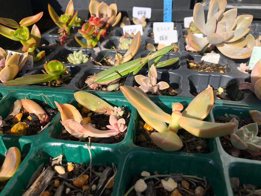 小さな庭の画像 by Misakiさん | 小さな庭と多肉植物とSucculentgardenMisakiと千葉県と多肉大好きと多肉が癒しですと多肉女子と多肉植物アレンジメントインストラクターとカマキリと千葉タニラーと葉挿しと葉挿しトレー