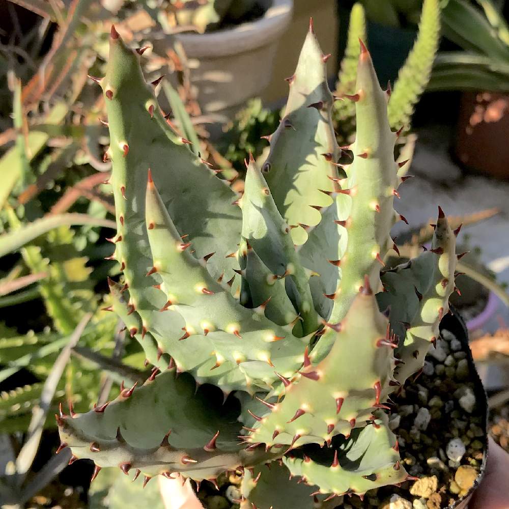 バルコニー/ベランダの画像 by たねさん | バルコニー/ベランダとアロエ アクレアータとALOE aculeataと多肉植物と福岡とたねんちのアロエとアロエ属とaloe