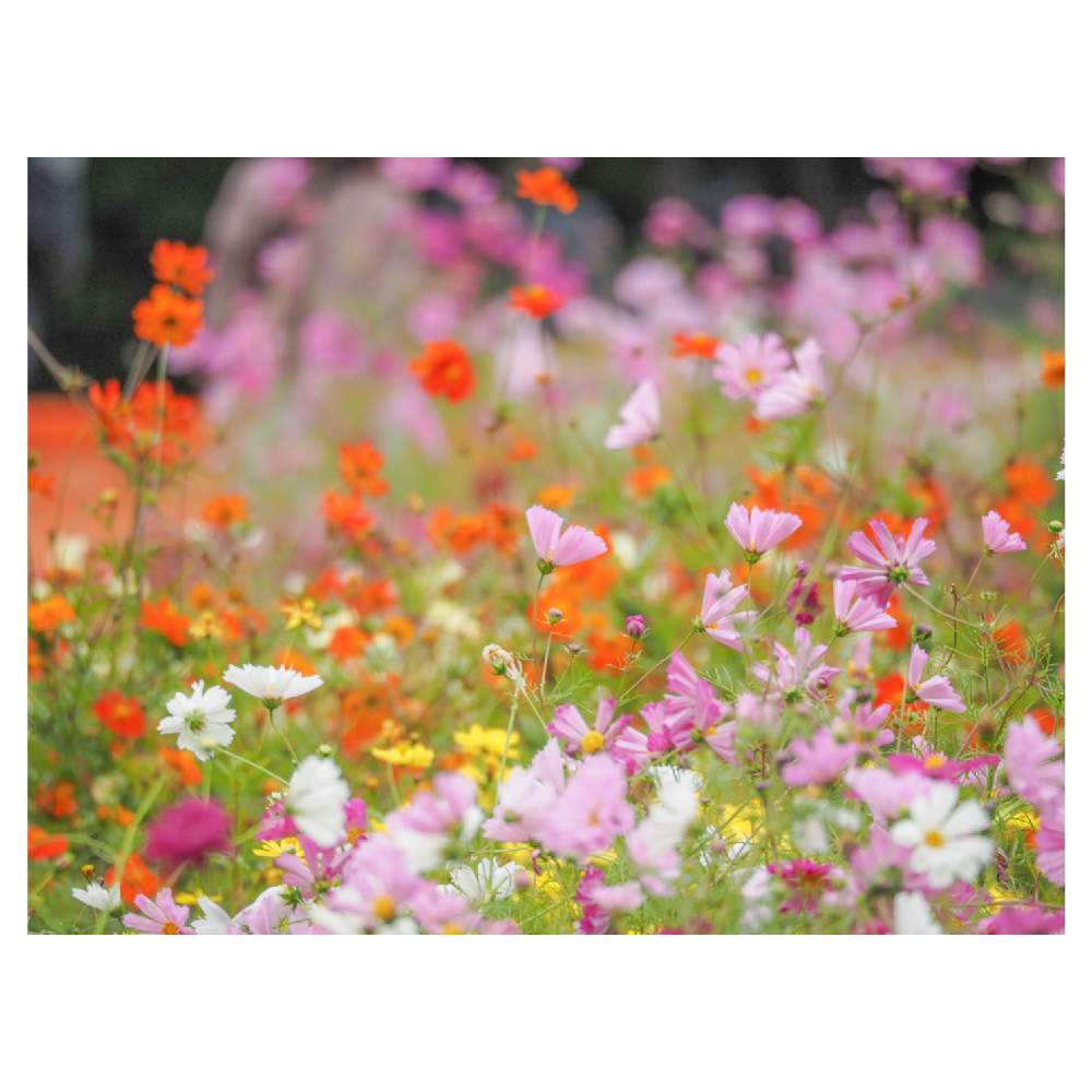 お出かけ先の画像 by Tenさん | お出かけ先とコスモスと植物のある暮らしとファインダー越しの私の世界と花の丘とコスモスフェスタ2019と万博記念公園と花のある暮らしとコスモスフェスタとボタニカルスポット2019秋