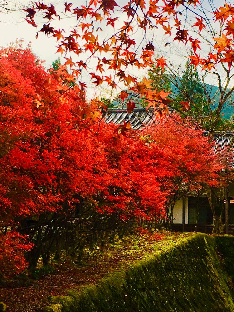 お出かけ先の画像 by かよさん | お出かけ先とドウダンツツジと兵庫県と植物からパワー❣️とスマホ撮影とキュンキュン乙女倶楽部と癒しと秋だね〜とGSのみなさんに感謝♡と植中毒と紅葉(こうよう)と紅葉狩りとお散歩と丹波市