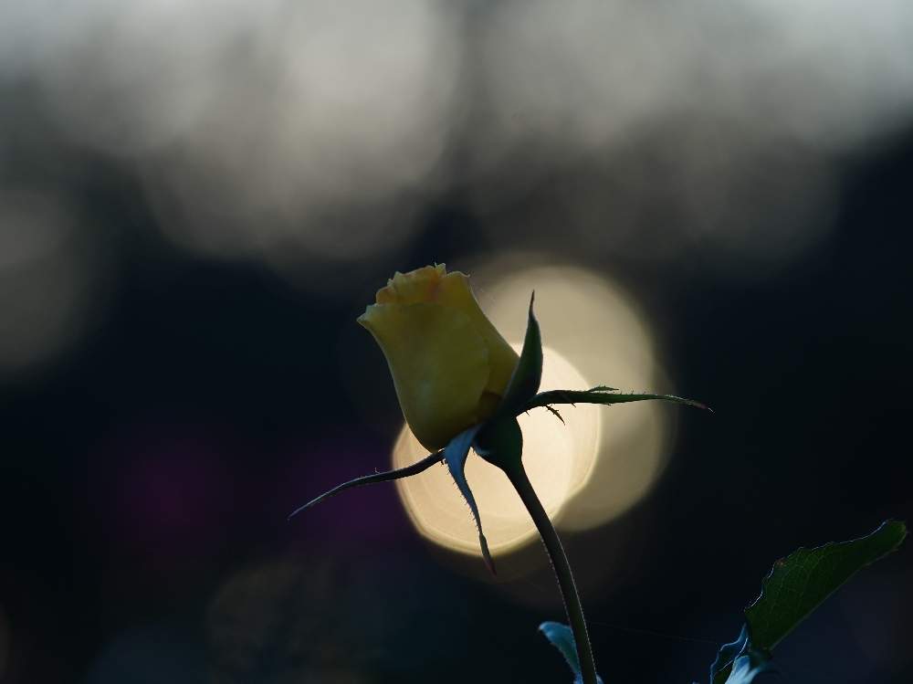 お出かけ先の画像 by quattroさん | お出かけ先と秋バラとバラ園とバラ特集とばら バラ 薔薇とお写んぽとお写ん歩と花のある暮らしと薔薇♪とバラ・ミニバラとGREEN UP!とプラスチックスマート