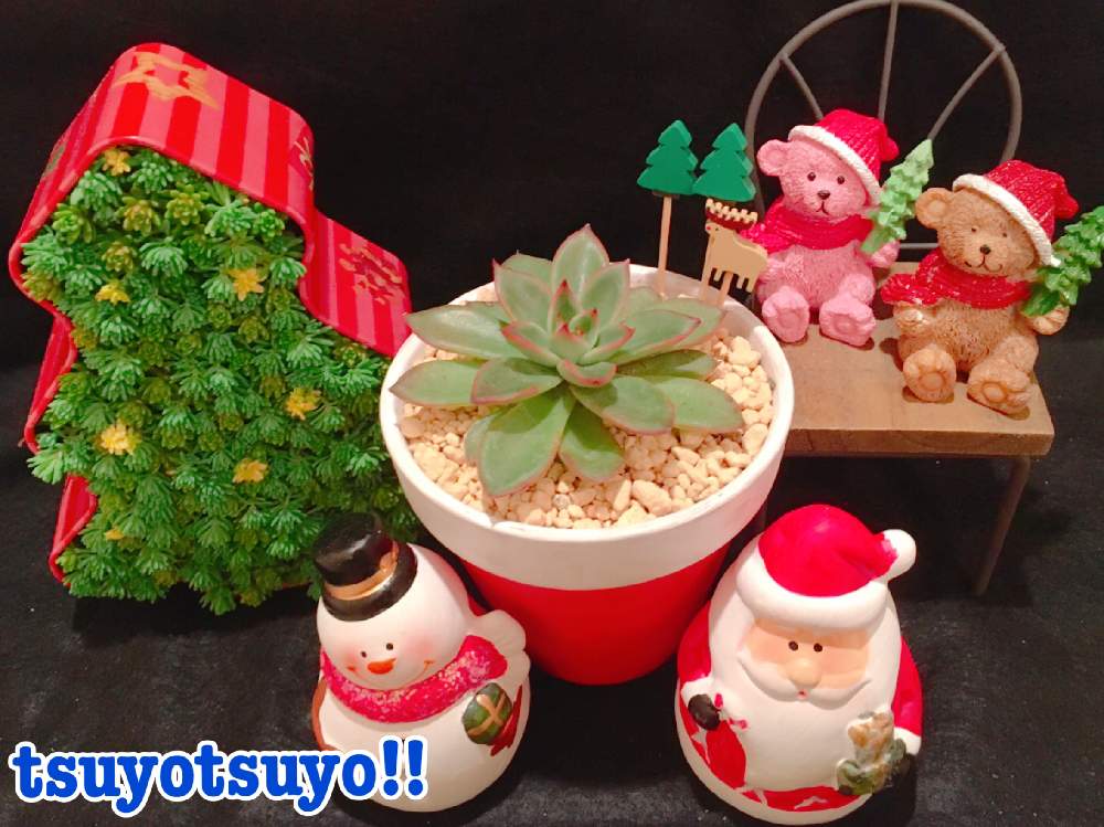 小さな庭の画像 by tsuyotsuyo!!さん | 小さな庭とクリスマスイブと多肉植物とミニ多肉と多肉植物 多肉の有るくらしと植物で彩るお部屋とクリスマス