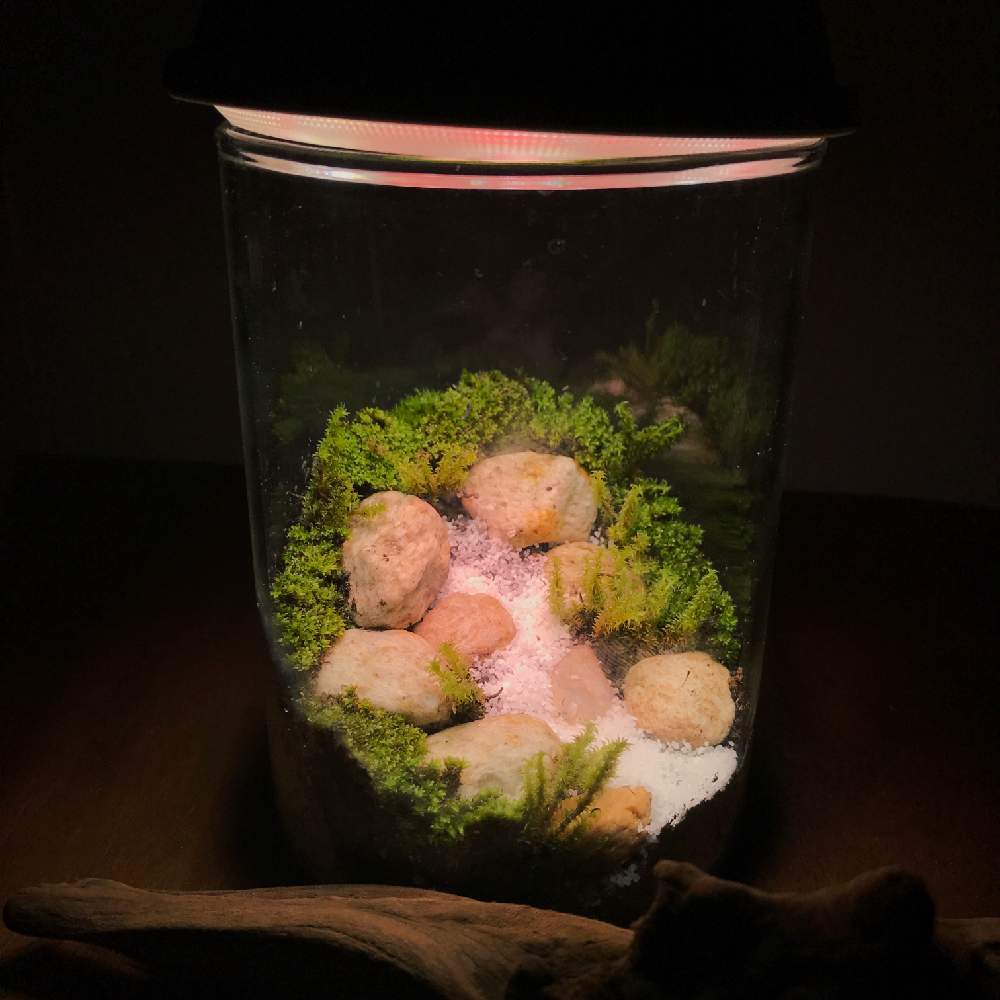 の画像 by ふっちゅ /脱力妻の植物観察日記さん | 観葉植物とボタニカルライフと室内観葉植物とはなはなとNo plants No lifeと脱力妻と植中毒とgreen green greenと多肉女子と観葉植物観察日記とゆる妻とGREEN UP!と苔テラリウム