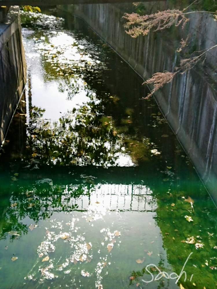 の画像 by sachiさん | 雑草と花のある暮らしと水のある風景と今日の仕事道