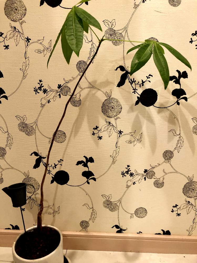 キッチンの画像 by ぷーさんさん | キッチンと観葉植物と植物のある暮らしとパキラ★