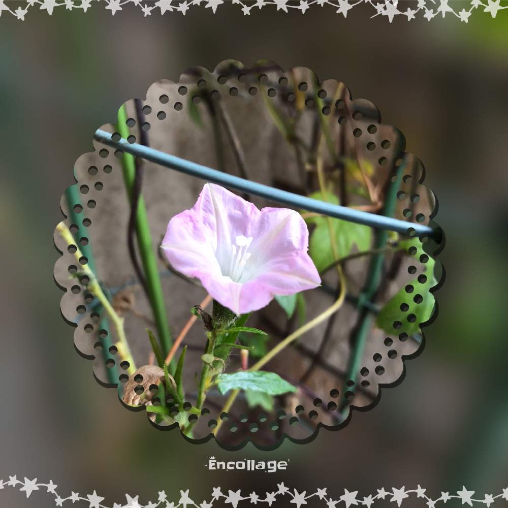 玄関の画像 by みーさん | 玄関とアサガオと朝顔と植木鉢と花のある暮らし