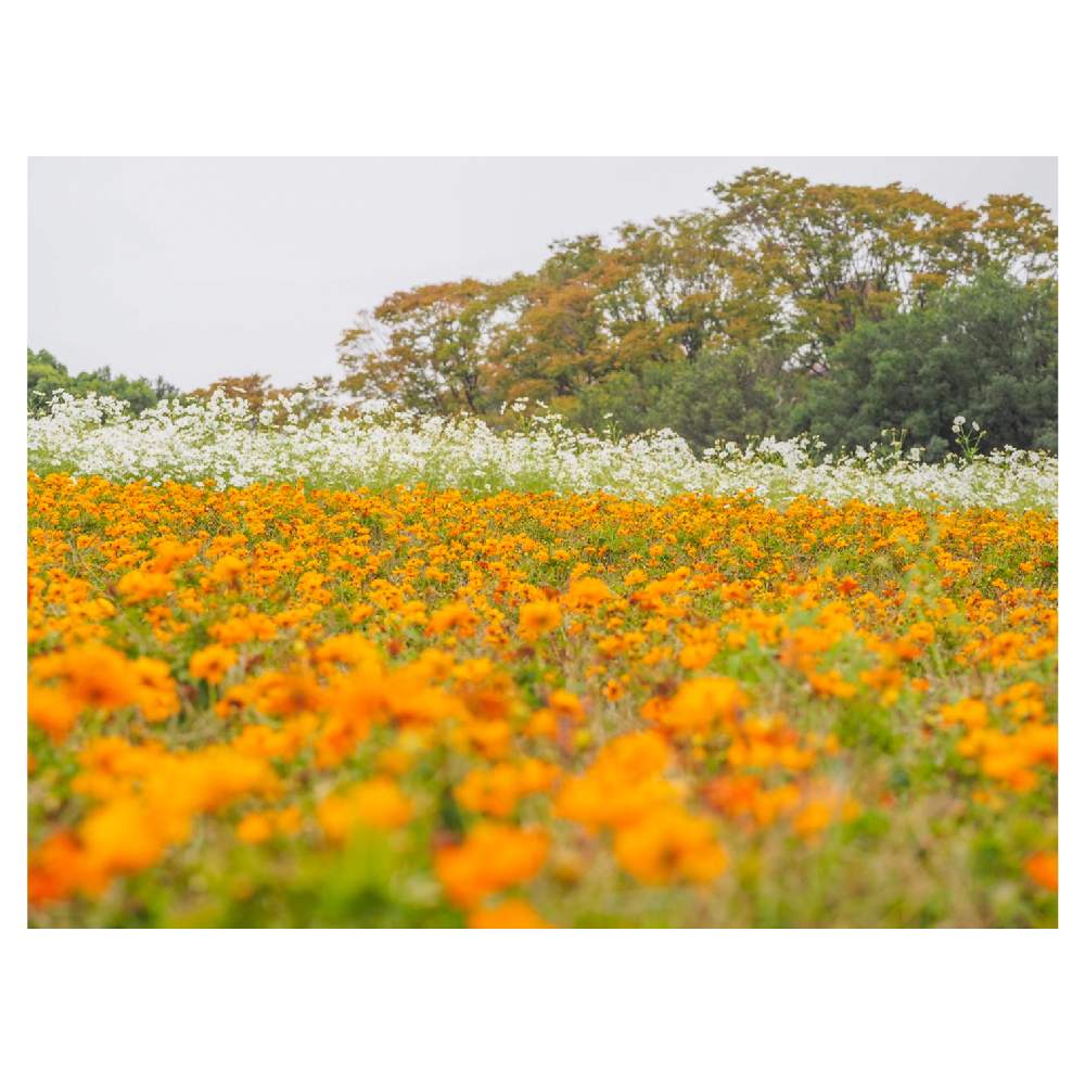 お出かけ先の画像 by Tenさん | お出かけ先と植物のある暮らしとファインダー越しの私の世界と花の丘とコスモスフェスタ2019と万博記念公園と花のある暮らしとコスモスフェスタとボタニカルスポット2019秋