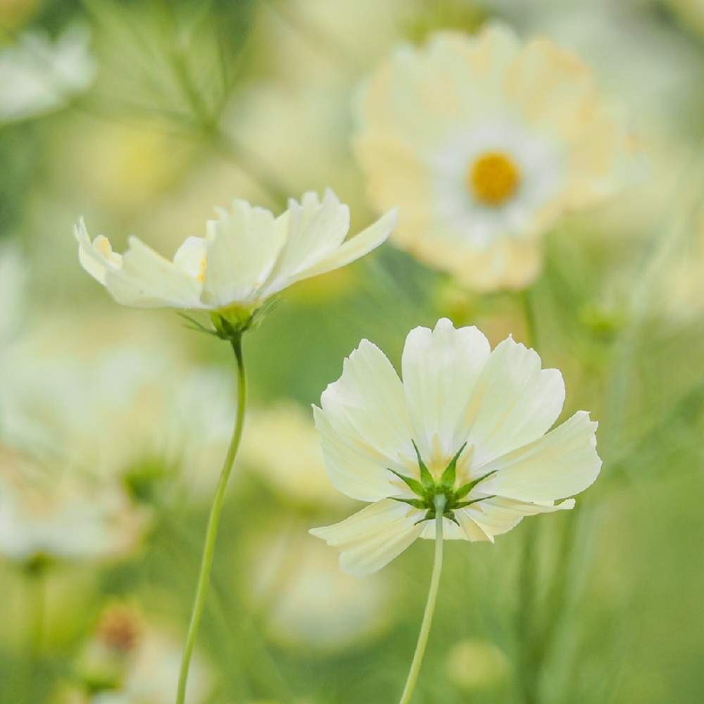 お出かけ先の画像 by Tenさん | お出かけ先とコスモスと植物のある暮らしとファインダー越しの私の世界と花の丘とコスモスフェスタ2019と万博記念公園と花のある暮らしとコスモスフェスタとボタニカルスポット2019秋