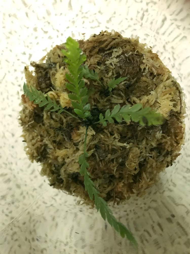 部屋の画像 by ひーちゃんの宝箱さん | 部屋とWWR便 28M ニューカレドニア Blechnum obtusatumとボトル栽培