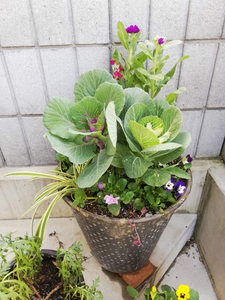 アプローチの画像 by ushishiさん | アプローチとオリズルランとストックと葉牡丹とビオラと寄せ植えと冬の寄せ植えと相談