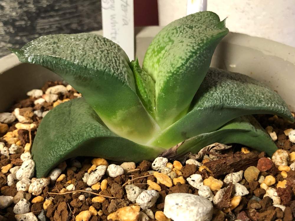 窓辺の画像 by akiさん | 窓辺ときららとGasteria snowwhiteと多肉植物と完全なる植中毒とありがとう❤️✨と多肉女子と増量・拡大!!と家庭菜園奮闘日記とGREEN UP!