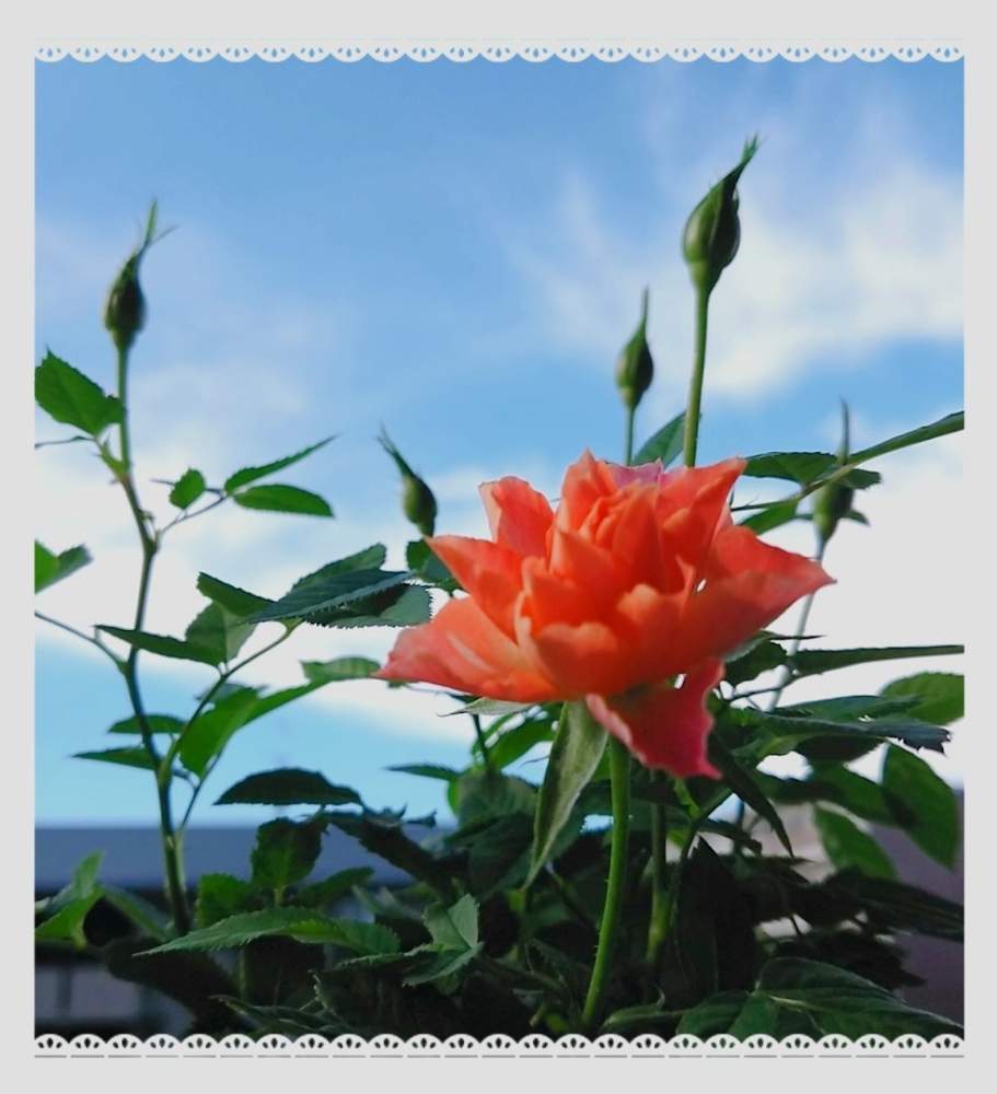 バルコニー/ベランダの画像 by そらさん | バルコニー/ベランダと元気いっぱいとばら バラ 薔薇と水曜ローズショーとありがとう♡とかわいい♡とつぼみと花のある暮らしと青い空と自己大満足♡とバルコニスト