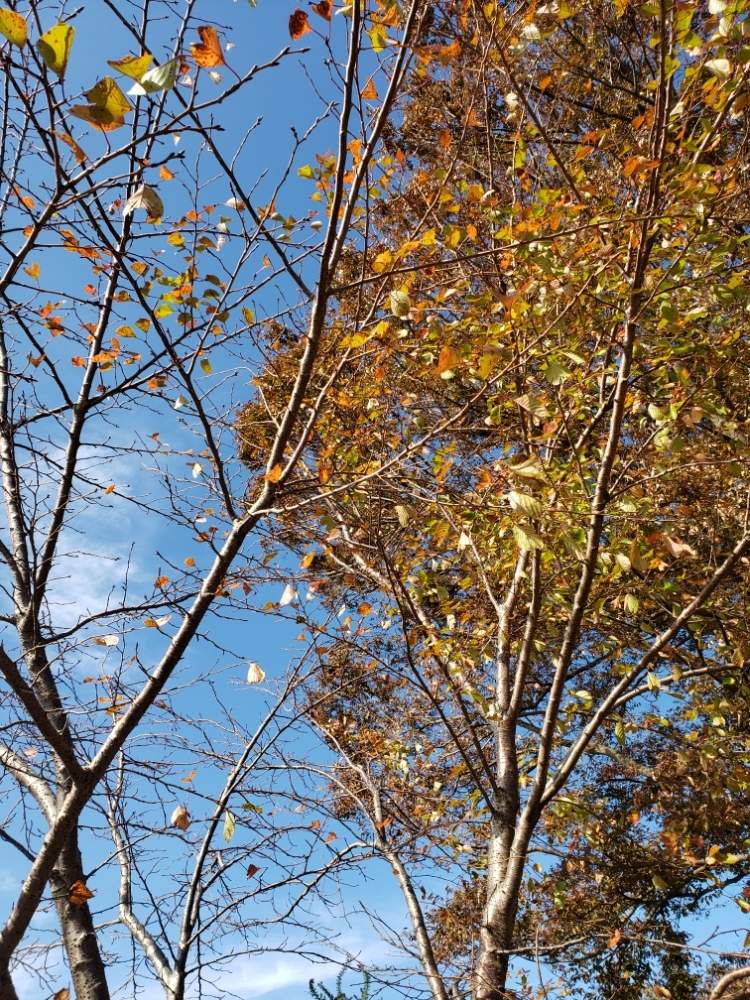 お出かけ先の画像 by こばちゃんさん | お出かけ先と紅葉と公園