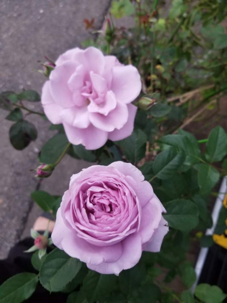 小さな庭の画像 by ニワバラベラバラさん | 小さな庭としのぶれどとたそがれとばら バラ 薔薇とピンクの花と培養土を考える倶楽部と薔薇に魅せられてと紫色の花とピンク❤︎ピンクとうどんこ病と薔薇のある暮らし♡とバラ 鉢植えと花ちゃん培養土と鉢ロザリアンとピンクと花のある暮らしとお花のある生活と薔薇♪とばら 薔薇 バラとバラ・ミニバラと紫の花とむらさき❇︎とリキダス