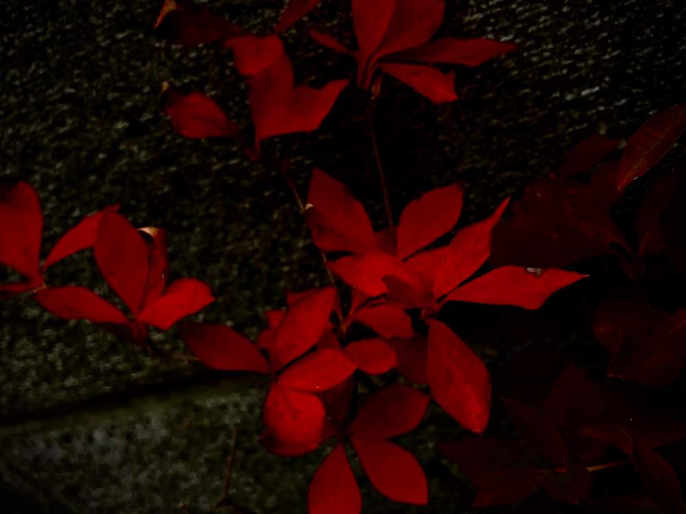 エクステリアの画像 by ekoさん | エクステリアとドウダンツツジの紅葉と紅葉(こうよう)と我が家のお庭の紅葉フォトコンと花のある暮らしとお庭