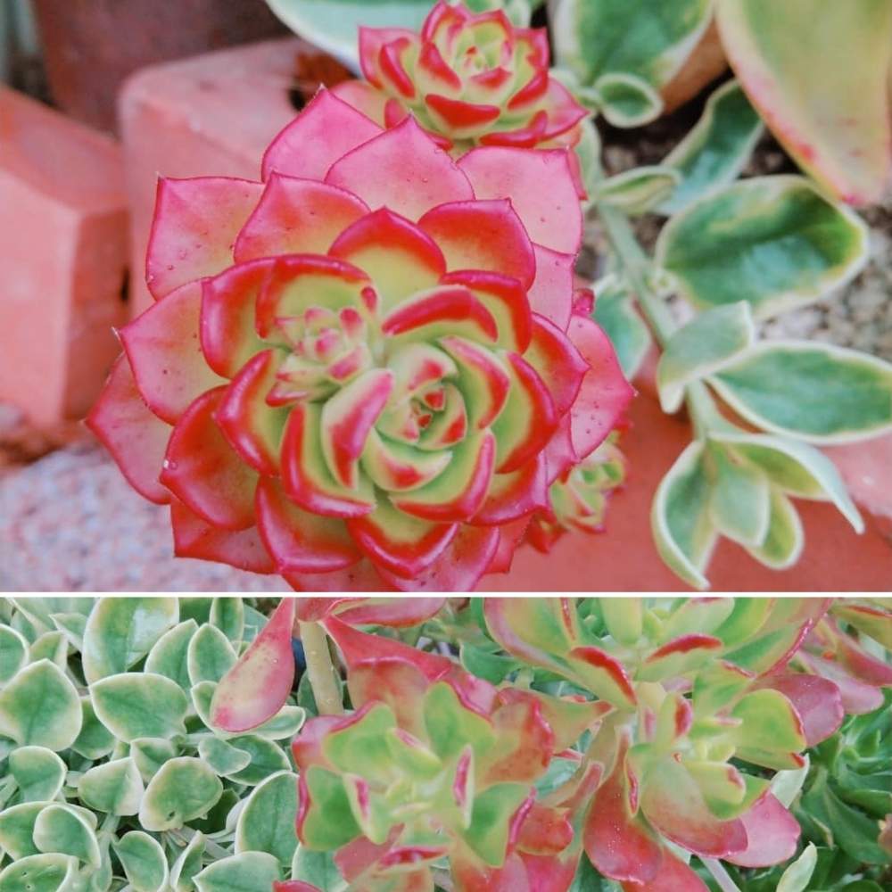 広い庭の画像 by smilehappynaturalさん | 広い庭と多肉植物と北部九州多肉の会とGS映えとナチュラルガーデンとGS日和とno green no lifeと緑のある暮らしとnaturalgardenとセダム属 宝珠と多肉好きな人と繋がりたいと多肉女子と多肉植物とサボテンとレディシア多肉と我が家のお庭の紅葉フォトコンと庭のある暮らしとF29会とタニラーとjunkgardenとガーデニングと花のある暮らしと多肉寄せ植え
