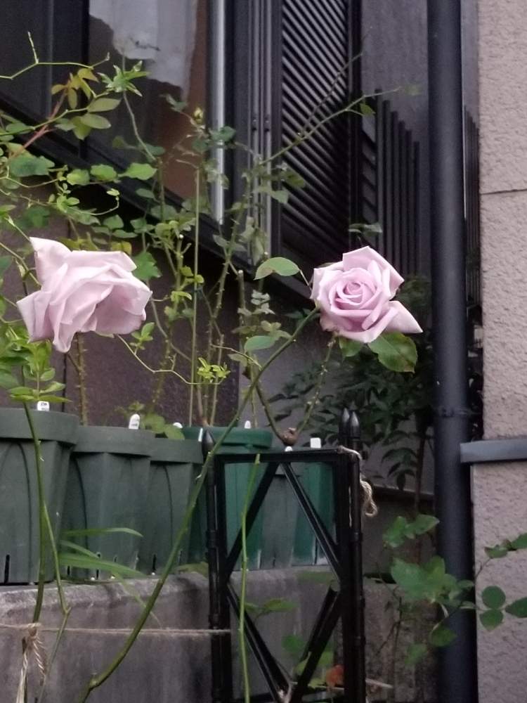 小さな庭の画像 by ニワバラベラバラさん | 小さな庭とブルームーンとばら バラ 薔薇と籾殻くん炭と培養土を考える倶楽部と薔薇に魅せられてと紫色の花と薔薇のある暮らし♡とバラ 鉢植えと花ちゃん培養土と鉢ロザリアンと花のある暮らしとお花のある生活と薔薇♪とばら 薔薇 バラとバラ・ミニバラと紫の花とむらさき❇︎とリキダス