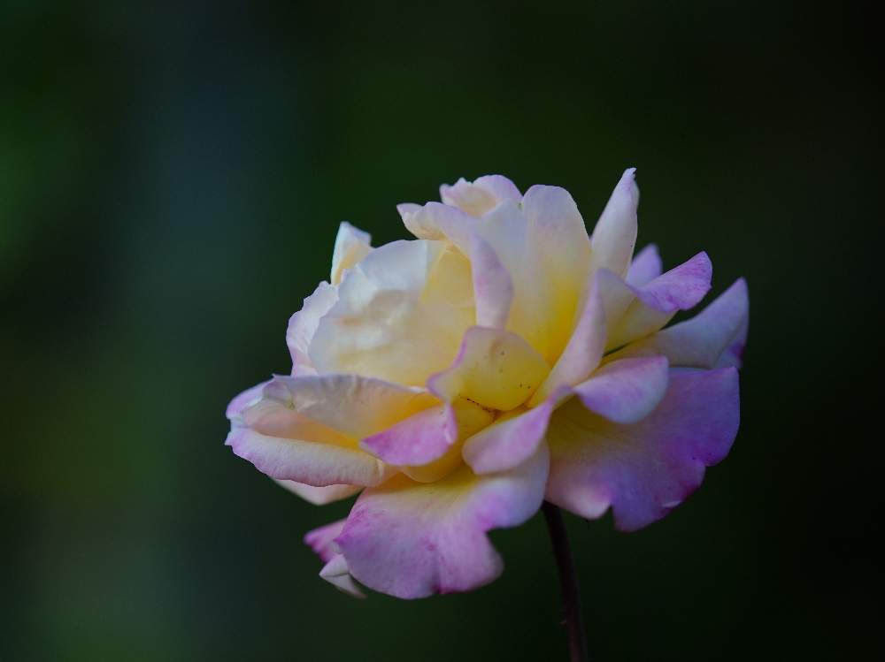 お出かけ先の画像 by quattroさん | お出かけ先と秋バラとバラ園とバラ特集とばら バラ 薔薇とお写んぽとお写ん歩と花のある暮らしと薔薇♪とバラ・ミニバラとGREEN UP!とプラスチックスマート