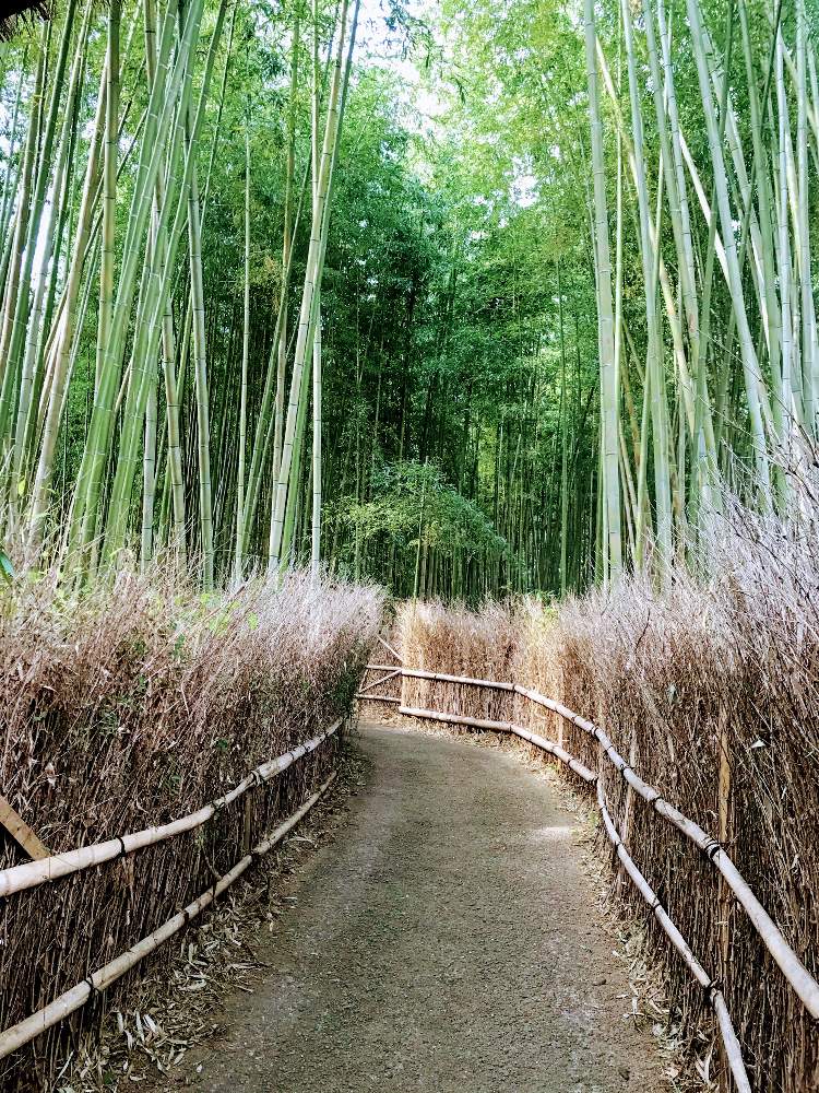 お出かけ先の画像 by チャーさん | お出かけ先とモウソウチクと大徳寺垣とチャーさんのリポートと京都 嵐山竹林の小径と秋を感じると京都の風物詩と竹林と季節の 便りと秋の姿とチャーさんの 里山歩きと秋の風物詩と里山歩きと秋色と紅葉(こうよう)とモミジ狩りと京都と嵐山とボタニカルスポット2019秋