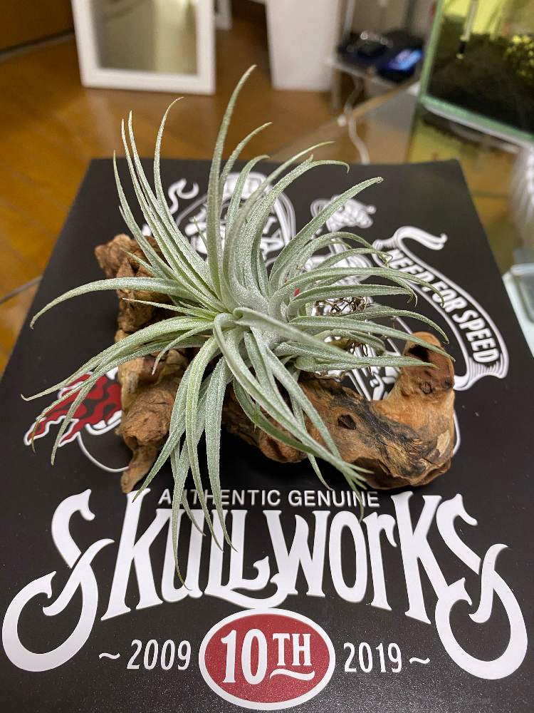 インテリアの画像 by くりのかわむきのしんさん | インテリアとチランジア【エアプランツ】とスークレイ✨と植中毒とざわざわの〜☆とSmall but beautiful ♡とエアプランツ