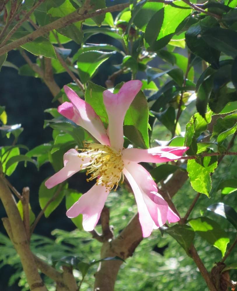 お出かけ先の画像 by ぺこりん♪さん | お出かけ先とサザンカと公園の樹木と樹木と公園とGS映えとGS日和と散歩とボタニカルスポットとおでかけ先ときれいな色と庭園と花遊庭とお散歩とかわいいな♡とお出かけ先にて