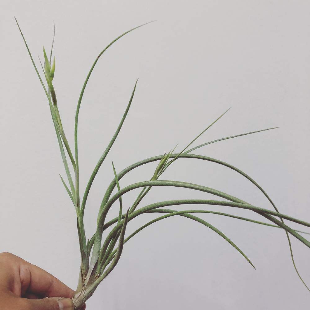 インテリアの画像 by LILWAさん | インテリアと多肉植物と着生植物とエアプランツ チランジアとチランジア【エアプランツ】と植物のある暮らしとハオルチア属とティランジア属と緑のある暮らしと サボテンと多肉女子と花屋とフラワーアレンジメントと珍奇植物と花のある暮らしと静岡とフラワーギフトとエアプランツとインテリアグリーンと花束