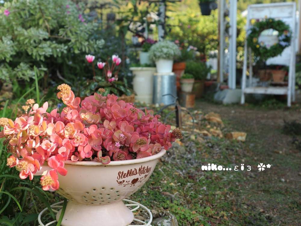 広い庭の画像 by nikoさん | 広い庭と多肉植物とmy gardenとgardeningとガーデンガーデンとお花大好き♡と多肉大好きと庭の花とミセバヤさんと紅葉する多肉とマイガーデンとナチュラルガーデンと今日の一枚と暮らしを楽しむとナチュラルと多肉女子と庭のある暮らしとガーデニングと花のある暮らしとかわいいな♡