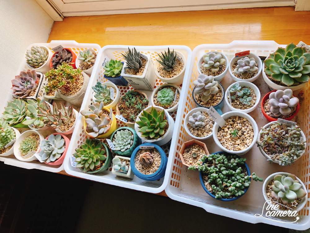 窓辺の画像 by いっちーさん | 窓辺と多肉植物と北海道