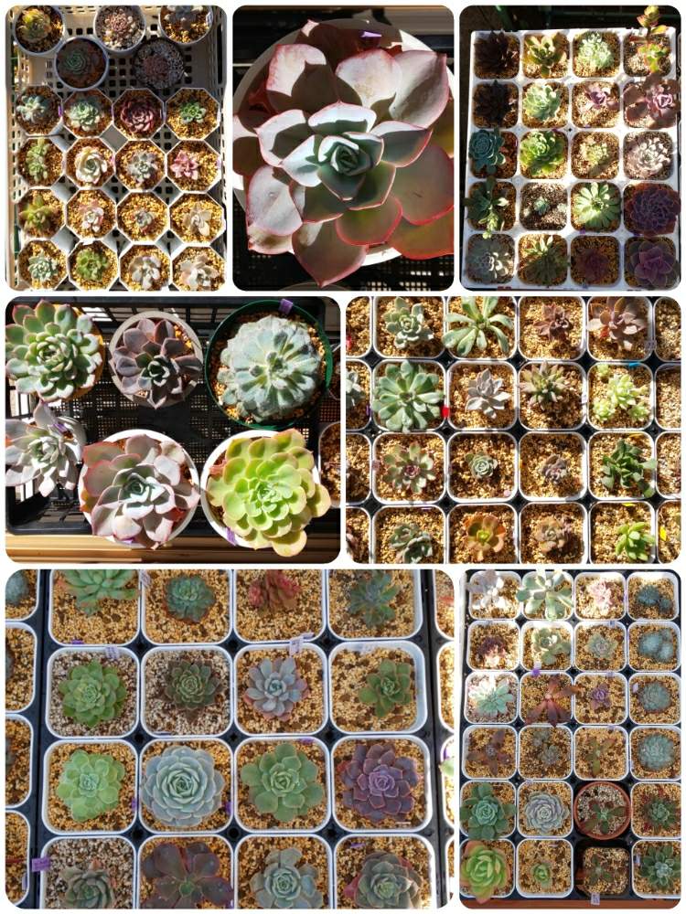 エクステリアの画像 by DJマリアさん | エクステリアとブルーライトと多肉中毒と多肉植物と水やり難しいと多肉女子と多肉初心者