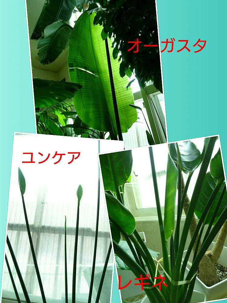 部屋の画像 by ヒロ@0179さん | 部屋
