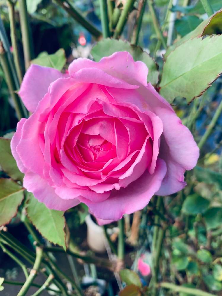 小さな庭の画像 by エリカさん | 小さな庭とスマホ撮影と晴れ☀と薔薇愛同盟とiPhoneXとバラ・切り花品種とキレイに咲いたと薔薇ラブ❤️と花のある暮らしとピンクイヴピアッチェとかわいいな♡と良い香り