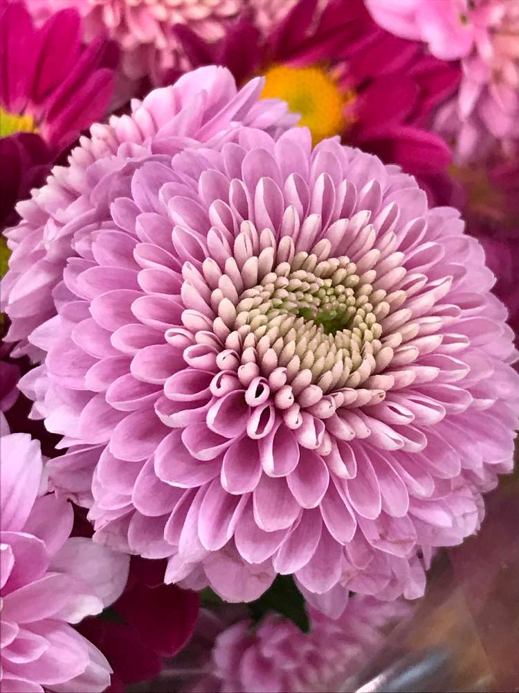お出かけ先の画像 by summerさん | お出かけ先とピンクの花と花のある暮らしとピンク❤︎ピンクと可愛い花びら