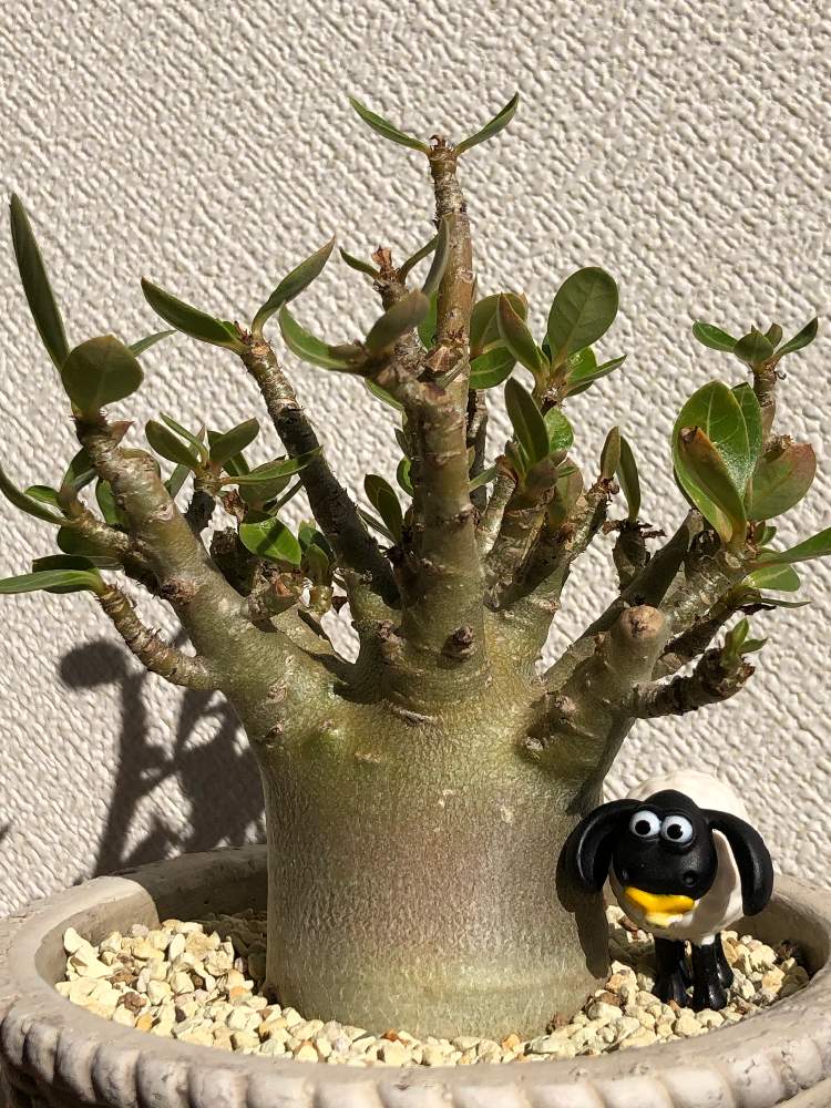 窓辺の画像 by かるりんさん | 窓辺とアデニウム アラビカムとアデニウム属とコーデックスと砂漠の薔薇 アデニウムと多肉女子と塊根植物とゆるキャラ倶楽部と花が咲かないとお気に入り♡とモンストローサ