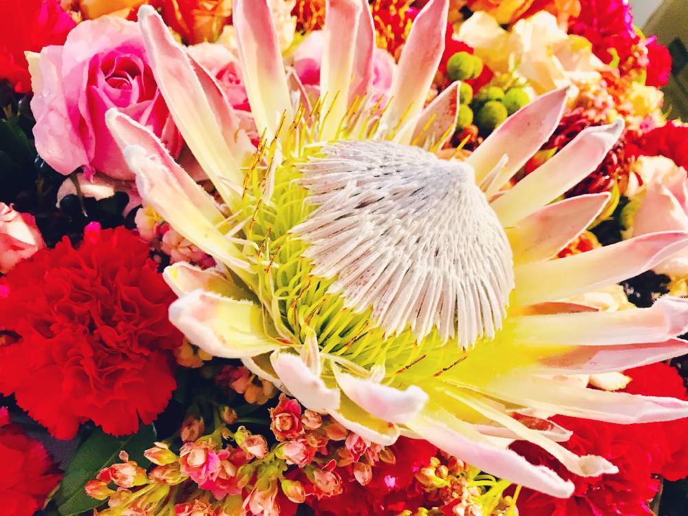 インテリアの画像 by chaparitaさん | インテリアと花のある暮らしと南アフリカと生け花のある暮らし