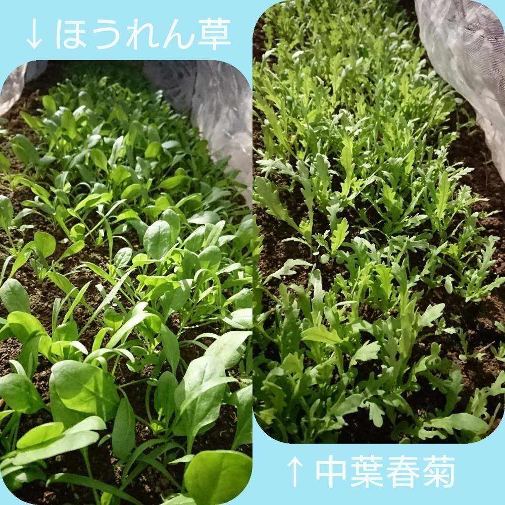小さな庭の画像 by テルさん | 小さな庭と春菊とほうれん草と家庭菜園と自家製野菜と家庭菜園奮闘日記と春菊。とほうれん草栽培