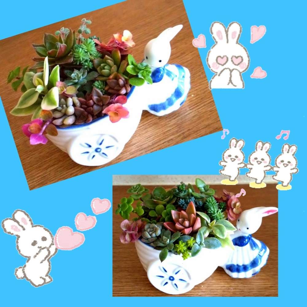 部屋の画像 by とこさん | 部屋と多肉中毒と多肉植物とチマチマ寄せ植えと多肉植物のある暮らしと可愛い多肉ちゃん❤︎と多肉女子と花のある暮らしとかわいいな♡とGREEN UP!と可愛い鉢