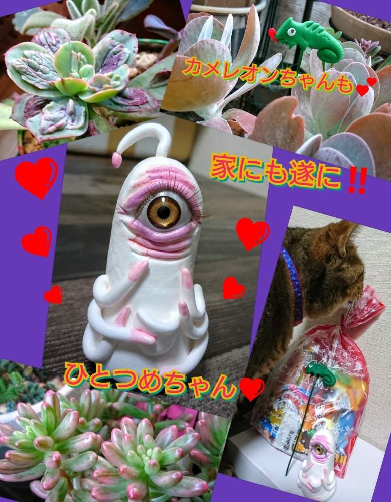 バルコニー/ベランダの画像 by のりっぺさん | バルコニー/ベランダとセダム オーロラとエケベリア バロンボルドとカランコエ 唐印と冬近し(^o^;)と雨がっ(((・・;)と素敵な贈り物♥️と朝晩…寒っ (((^^;)とも〰️秋かしら❤️とタニラーとドゥラちゃんと花のある暮らしとにゃんこの悪戯(^。^;)と大福さん'sひとつめちゃん♥️と多肉ちゃん初心者と楽しい園芸o(^o^)oとバルコニスト