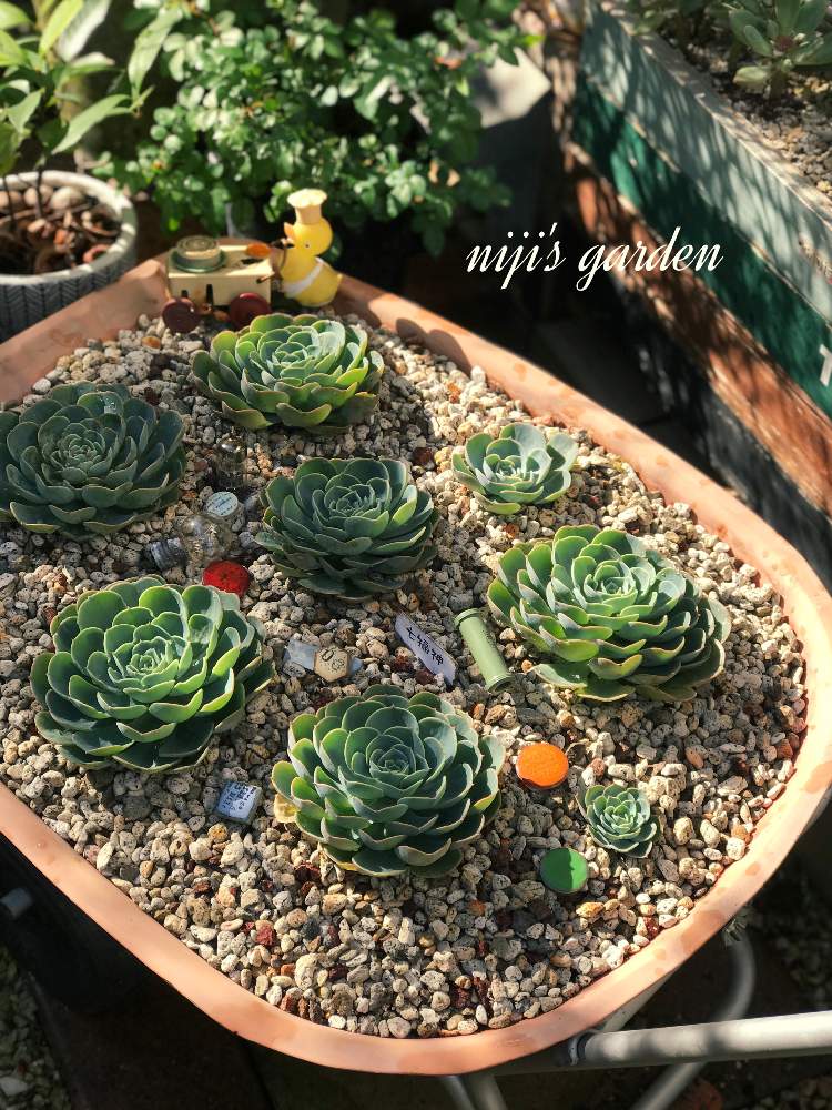 小さな庭の画像 by nijiさん | 小さな庭と七福神と多肉植物と植物のある暮らしとJUNK Gardenと植物オタクとjunkと多肉植物のある暮らしとno green no lifeと一輪車と植中毒とエケベリア属とタニラーと多肉寄せ植えとsucculent